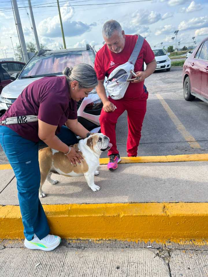 Policías Municipales ayudan a reunir a una perrita de apoyo emocional con su familia
