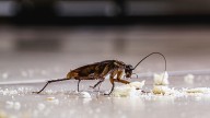 How To Identify Which Species Of Roach Is Infesting Your Home