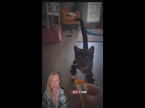 Cat learns to walk with braces