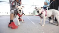 Esterilizaron a más de 700 mascotas este fin de semana