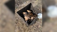 Texas Mom Walking With Her Baby Finds A Strange Wicker Box And Discover A Shocking Surprise Inside