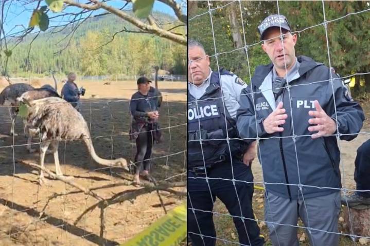 Leave or be arrested: RCMP warn B.C. ostrich farmers