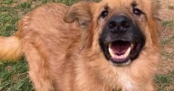 Adorable dogs kept in dungeon for years now seek second chance