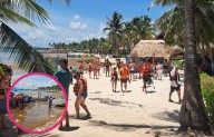 Akumal será el epicentro del diálogo internacional sobre el sargazo