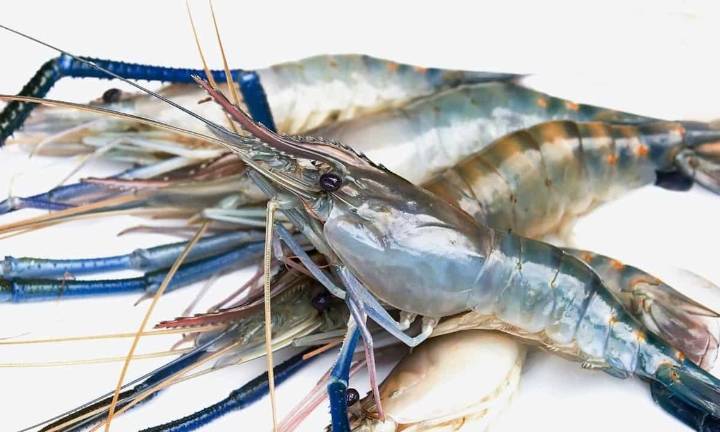 How big is US Tariff impact on Odisha prawn farmers, seafood entrepreneurs