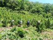 GUARDIA NACIONAL LOCALIZA Y DESTRUYE PLANTÍO DE MARIHUANA