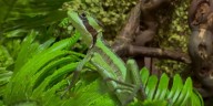 La increíble historia de 8 iguanas clonadas en Inglaterra: cuando la naturaleza provoca el asombro mundial