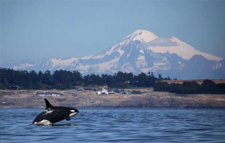 Southern Resident orcas in Puget Sound may mean good news for salmon population