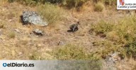 El oso que sobrevivió a dos incendios en León: localizan y graban a Barniedo aparentemente ileso