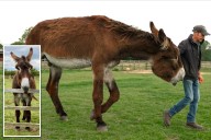 Two English donkeys at same sanctuary break world records for height and ear length