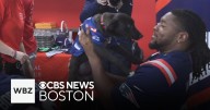 New England Patriots try their hands at dog training with adoptable puppies