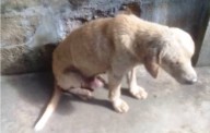 Fundación «Huellitas» exige justicia por el perro al que un hombre le cortó el pene