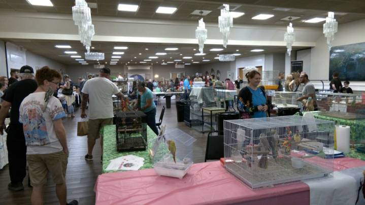 Bird owners flock to festival for tips on pet care