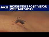 Horse tests positive for West Nile virus in Yakima County