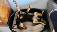 Hearts Melt as Rescue Puppy Dozes Off With Full Belly in 'Loving Home'