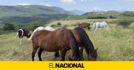 Los caballos pueden ser clave para prevenir incendios forestales, revela un estudio