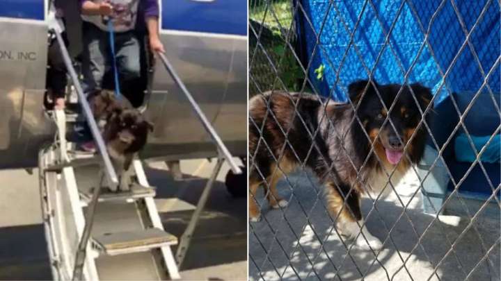New Jersey Army Couple Reunites With Beloved Dog After Two Years Of Heartbreak