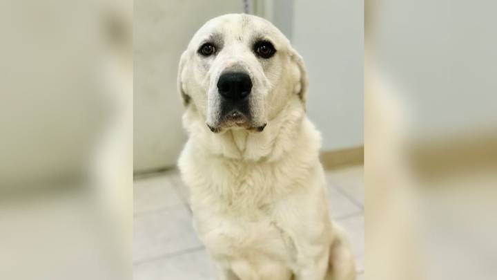 Missouri Dog With A Heart Of Gold Overlooked For Two Years Because He Cannot Hear