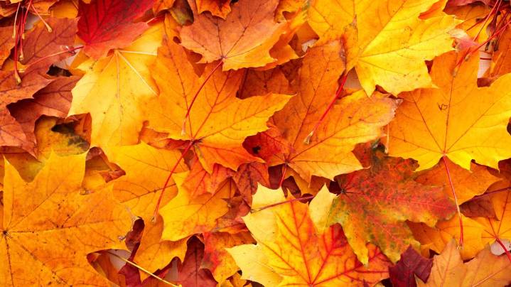 The Fall Colors continue in WNY, but are going fast