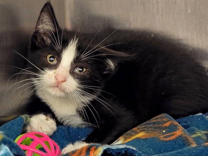 Police Seeking Heartless Suspect Who Threw Two Kittens from Moving Car; Only One Survived