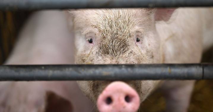 Farmer 'eaten alive' by his own pigs with only his false teeth left behind