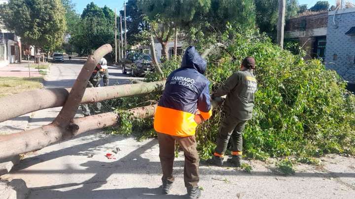 El comité de emergencia de la Municipalidad retiró árboles caídos por el fuerte viento en la ciudad