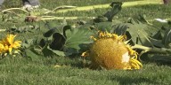 Waterbury kids show off their green thumbs in annual sunflower growing contest