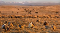 Trump Updates Sage Grouse Rules, Reigniting Debate Over Controversial Bird