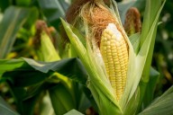 Lanzan concurso de ilustración del maíz y la milpa; habrá premios en efectivo