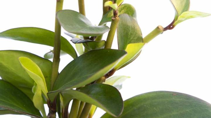 Conocé esta planta que es re linda para tener en casa, pero prestá atención a cómo cuidarla
