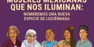 Encuentran nueva especie de luciérnaga en Chapultepec, Gobierno de la CDMX convoca para ayudar a nombrarla
