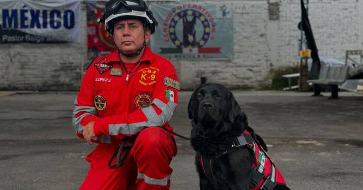 ¡Esperanza mexicana! Benbo, el perro rescatista que se prepara para salvar vidas en sismos