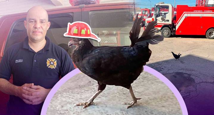 ‘Emma’, la gallina adoptada por Bomberos de Hermosillo que ‘conquistó’ el corazón de la Estación Centro