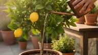 Cada cuánto hay que regar el limonero en primavera para que dé frutos en poco tiempo