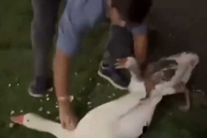 Investigación. Qué dijo el Gobierno porteño sobre los gansos robados en Palermo