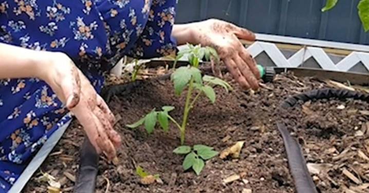 Gardening tips: The best way to plant tomato seedlings for a healthier plant and a bigger harvest