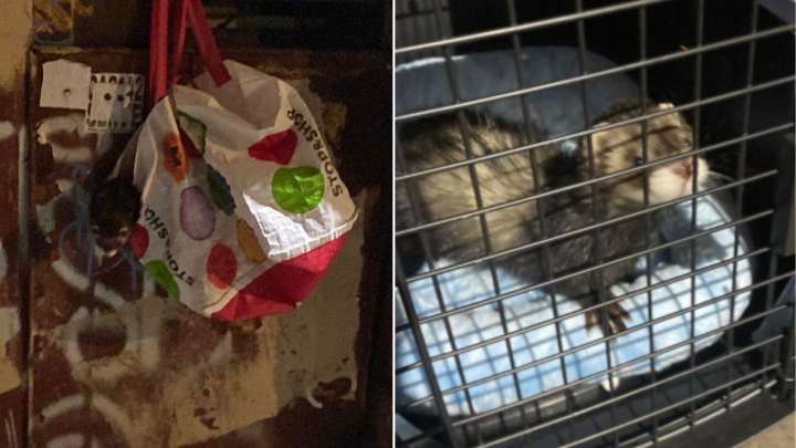 New York Woman Shocked By What She Found Inside A Bag Hanging From A Dumpster