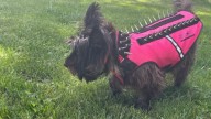 Dog wears new protective gear after coyote attack