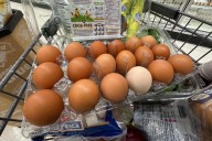 Black Sheep Egg recalls free-range brown eggs for salmonella