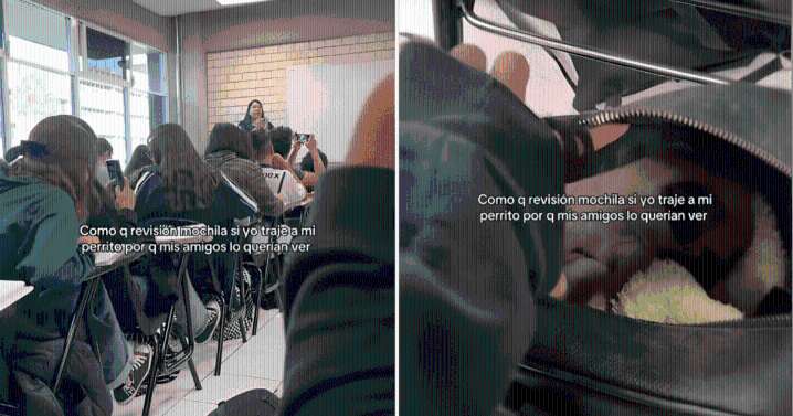 Joven oculta a su perrito dentro de su mochila mientras su profesora anuncia que habrá revisión de sus pertenencias: ''Sintió el verdadero terror''