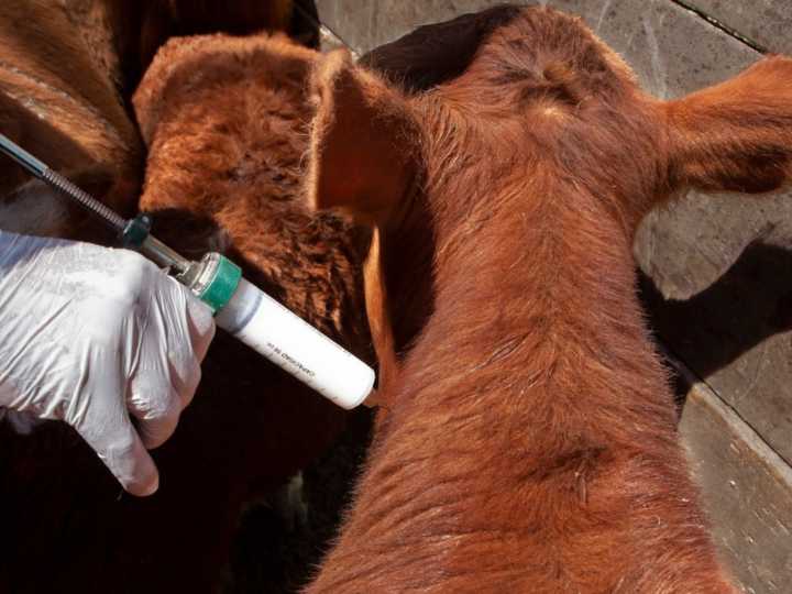 El Gobierno adelantó cambios en la vacunación contra la aftosa: "Mantiene intactas las condiciones sanitarias y comerciales de la Argentina"