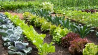 A Fast-Growing Alternative To Lettuce Begging To Be In Your Garden
