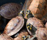 Se fortalece la conservación de la tortuga terecay, charapa y galápaga con nueva alianza estratégica