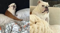 Illinois Pup’s Strange Bedtime Ritual Has Owners Laughing And The Internet Obsessed