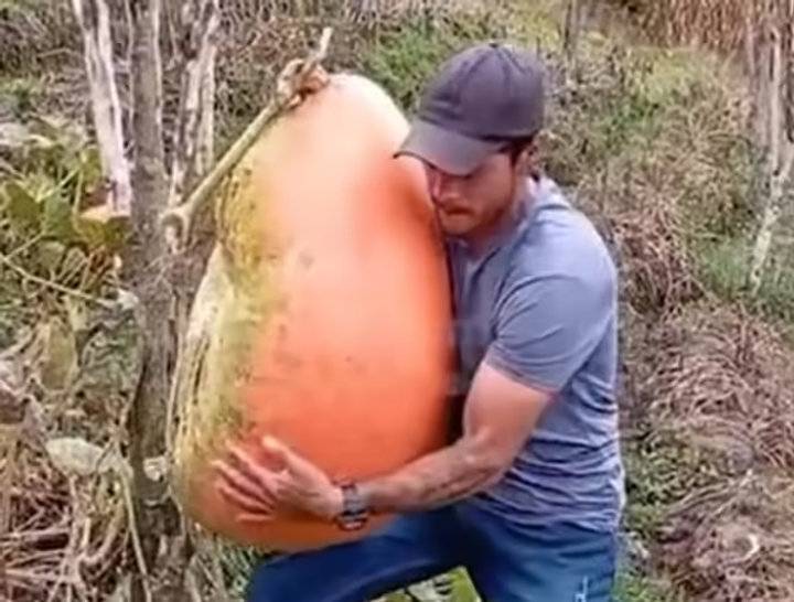 Campesinos del Tolima cultivaron una auyama de más de 100 libras