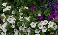 Las 3 flores que hay que sembrar en septiembre: crecen rápido