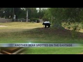 Tucson's eastside sees unusual bear cub sighting in neighborhood