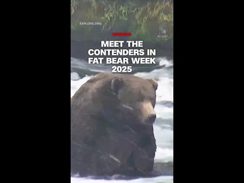 Meet the contenders in Fat Bear Week 2025
