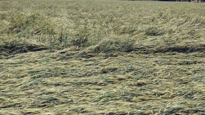 Maharashtra Cabinet Announces Rs 1339 Cr Assistance to Affected Farmers India News