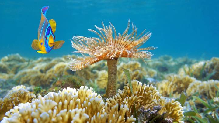 Biosfera en peligro: Estudio revela riesgo en el 60% de la Tierra
